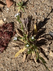 Plagiobothrys arizonicus