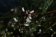 Retama monosperma