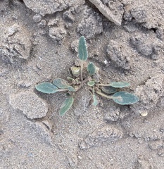 Abronia villosa