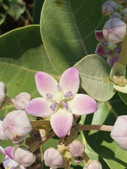 Calotropis