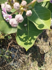 Calotropis