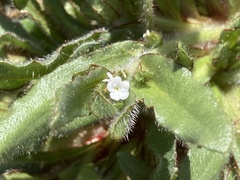 Plagiobothrys arizonicus