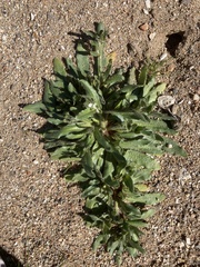 Plagiobothrys arizonicus