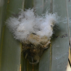 Cypsiurus parvus myochrous
