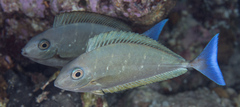 Naso caeruleacauda