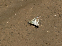 Burnsius orcynoides