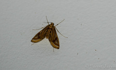 Eoophyla gibbosalis