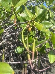 Rhizophora mangle