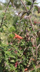 Clinopodium macrostemum