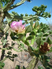 Quiabentia verticillata