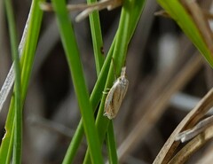 Crambus satrapellus