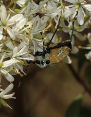 Commius elegans