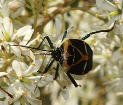Commius elegans