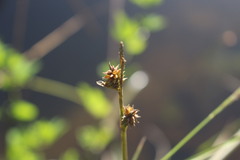 Carex multifaria