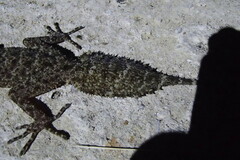 Phyllurus platurus