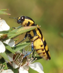 Castiarina octospilota