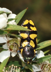 Castiarina octospilota