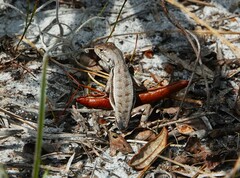 Sceloporus woodi