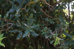 Archidasyphyllum diacanthoides