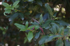 Archidasyphyllum diacanthoides