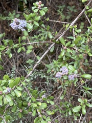 Ceanothus cuneatus ramulosus