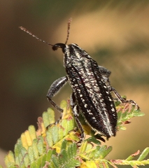 Rhinotia lineata