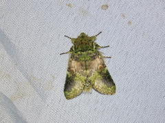Disphragis mahalia