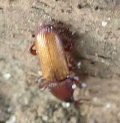 Mesites pallidipennis