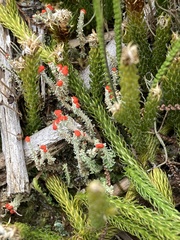 Cladonia didyma