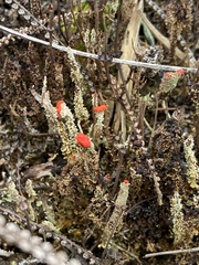 Cladonia didyma