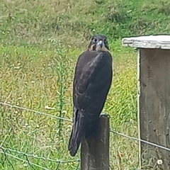 Falco novaeseelandiae