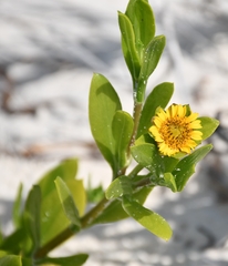Borrichia arborescens