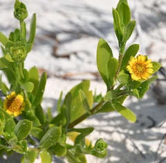 Borrichia arborescens