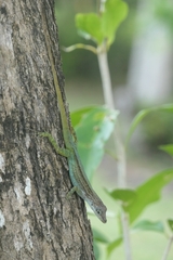 Anolis roquet