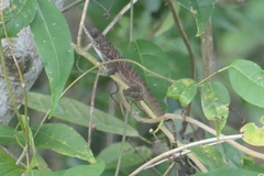 Anolis roquet