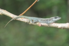 Anolis roquet