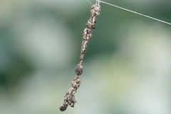 Cyclosa turbinata