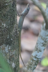 Anolis roquet