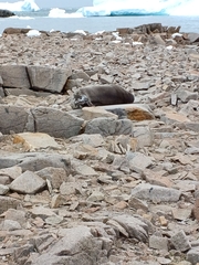 Leptonychotes weddellii