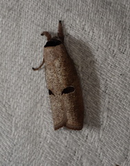 Pilostibes stigmatias