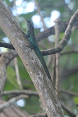 Anolis roquet