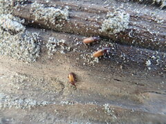 Mesites pallidipennis
