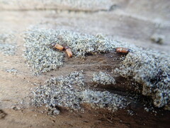 Mesites pallidipennis