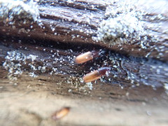 Mesites pallidipennis
