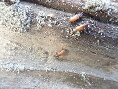 Mesites pallidipennis