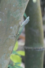 Anolis roquet