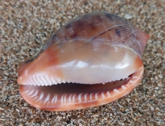 Cypraecassis testiculus