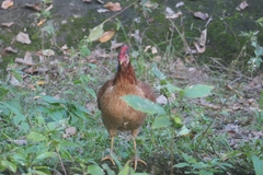 Gallus gallus domesticus