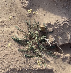 Chylismia claviformis