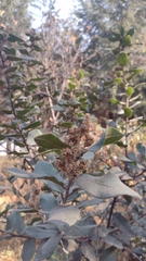Rhus standleyi